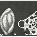 Image of Schlumbergerina areniphora Munier-Chalmas 1882