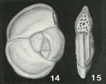 Image of Hauerina compressa d'Orbigny 1846