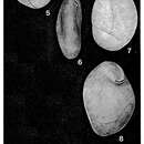 Imagem de Triloculinopsis tenuidomus Popescu 1975
