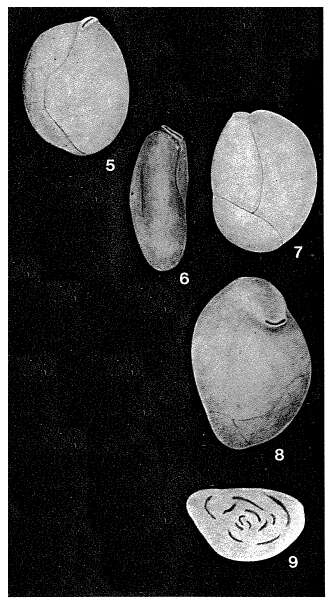 Image of Triloculinopsis tenuidomus Popescu 1975