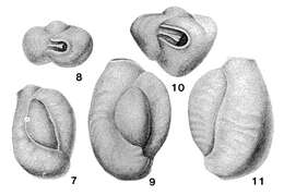 Image de Affinetrina planciana (d'Orbigny 1839)