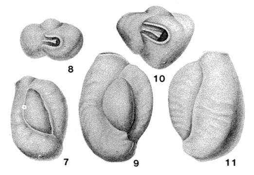 Image de Affinetrina planciana (d'Orbigny 1839)