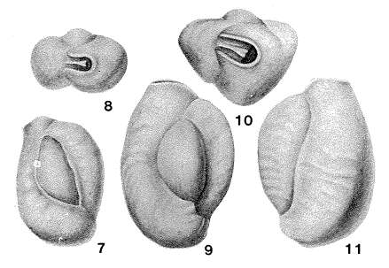 Imagem de Affinetrina planciana (d'Orbigny 1839)