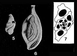 Image of Sigmoilinella tortuosa Zheng 1979