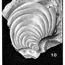 Imagem de Pavoninoides panamensis Bermúdez 1949