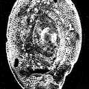 Image of Neaguites byramensis (Cushman 1922)