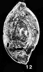 Image of Neaguites byramensis (Cushman 1922)