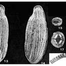 Image of Edentostomina rupertiana (Brady 1881)