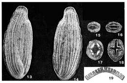 Image of Edentostomina rupertiana (Brady 1881)