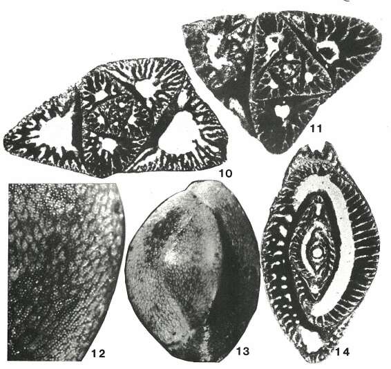 Image of Austrotrillina howchini (Schlumberger 1893)