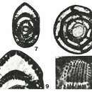 Image of Reticulogyra mirata Adams & Belford 1979
