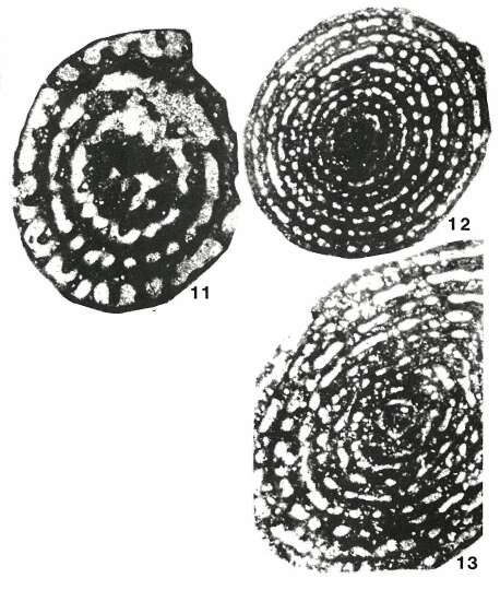 Image of Adrahentina iberica Bilotte 1978