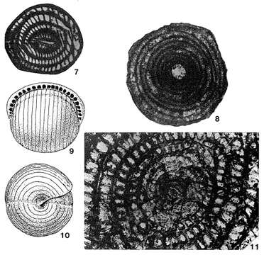 Pseudofabularia matleyi (Vaughan 1929) resmi