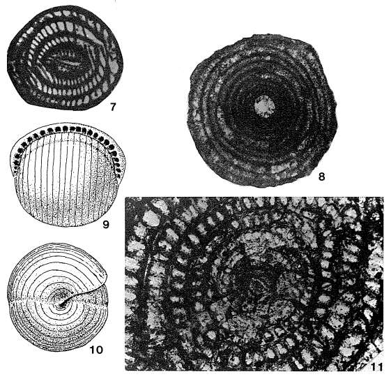 Image of Pseudofabularia matleyi (Vaughan 1929)