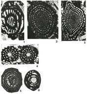 Pseudolacazina hottingeri Caus 1979 resmi