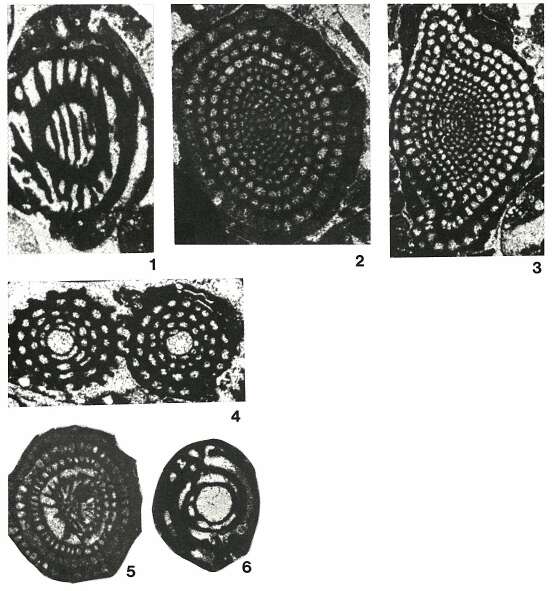 Image of Pseudolacazina Caus 1979