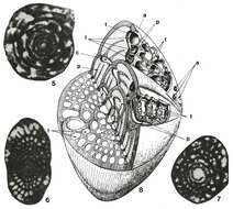 Image of Sellialveolina viallii Colalongo 1963