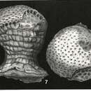 Image of Craterites rectus Heron-Allen & Earland 1924