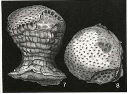Image of Craterites rectus Heron-Allen & Earland 1924