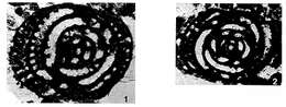 Image of Streptalveolina mexicana Fourcade, Tardy & Vila 1975