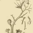 Image of Dendronina arborescens Heron-Allen & Earland 1922