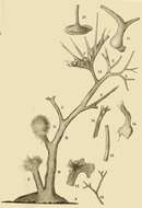 Image of Dendronina arborescens Heron-Allen & Earland 1922