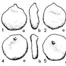 Image of Placentammina placenta (Grzybowski 1898)