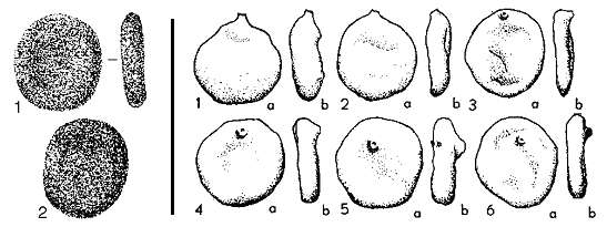 Image of Placentammina placenta (Grzybowski 1898)