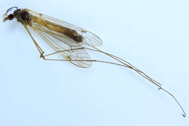 Image of Tipula (Pterelachisus) submarmorata Schummel 1833