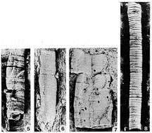 Слика од Platysolenites antiquissimus Eichwald 1860