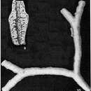 Image of Schizammina labyrinthica Heron-Allen & Earland 1929