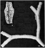 Image of Schizammina labyrinthica Heron-Allen & Earland 1929