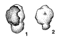 Image of Anictosphaera progressa McClellan 1973