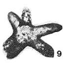 Image of Pseudastrorhiza silurica Eisenack 1932