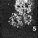 صورة Psammophax consociata Rhumbler 1931