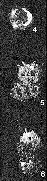 صورة Psammophax consociata Rhumbler 1931