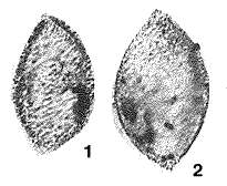 Image de Amphitremoida citroniforma Eisenack 1938