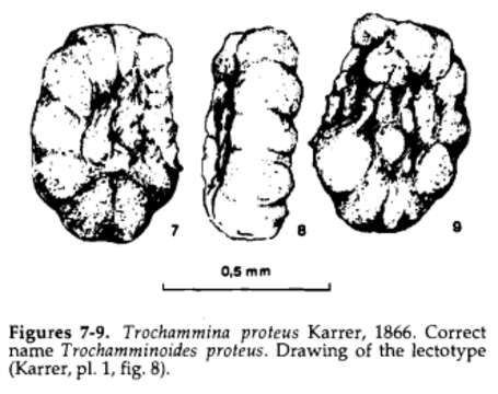 Image de Trochamminoides proteus (Karrer 1866)