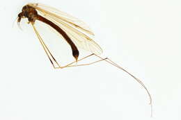 Image of Tipula (Yamatotipula) pruinosa Wiedemann 1817