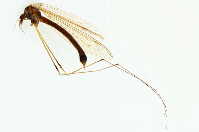 Image of Tipula (Yamatotipula) pruinosa Wiedemann 1817