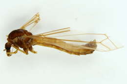Image of Tipula (Vestiplex) hortorum Linnaeus 1758