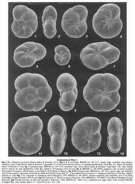 Image of Aubignyna perlucida (Heron-Allen & Earland 1913)