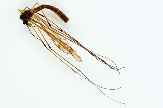 Image of Tipula (Yamatotipula) couckei Tonnoir 1921