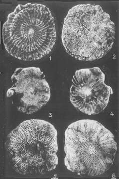 Image of Laffitteina bibensis Marie 1946