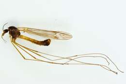 Image of Tipula (Pterelachisus) submarmorata Schummel 1833