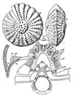 Plancia ëd Elphidium batavum Hofker 1968