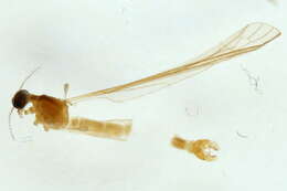 Image of Dicranomyia (Dicranomyia) modesta (Meigen 1818)