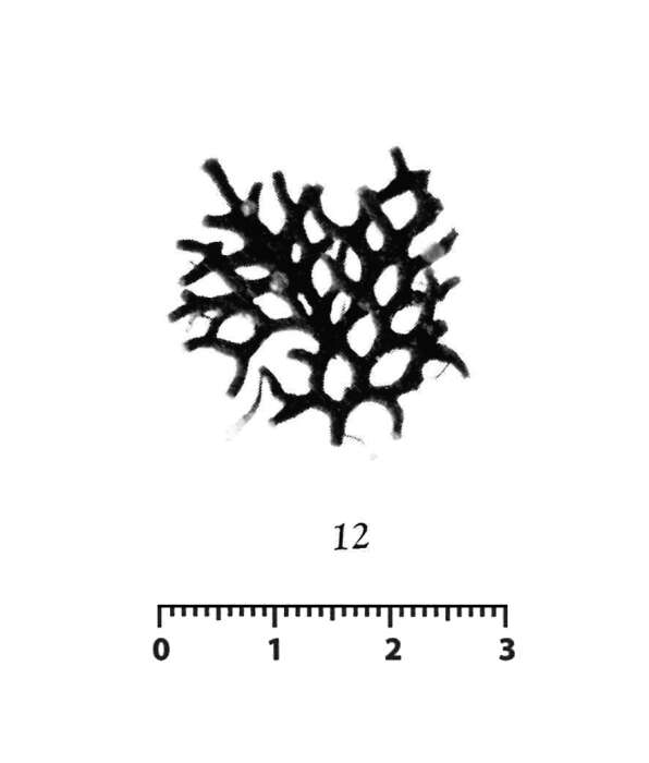 Image de Schizammina reticulum Nørvang 1961