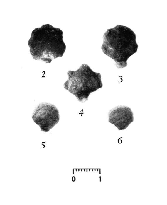 Image of Jullienella Schlumberger 1890