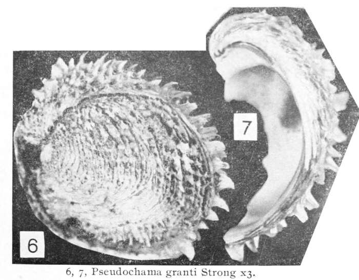Image of Pseudochama granti A. M. Strong 1934